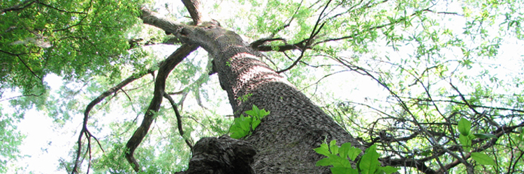 Looking up a tree trunk towards the sky